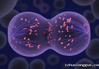 干细胞诱导分化