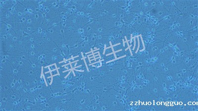 神经元原代培养