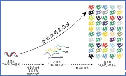 蛋白质翻译后修饰1.jpg
