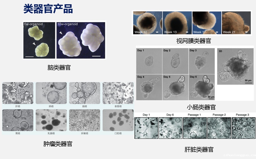 米兰俱乐部足球推荐计划类器官产品.jpg
