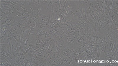 原代细胞分离